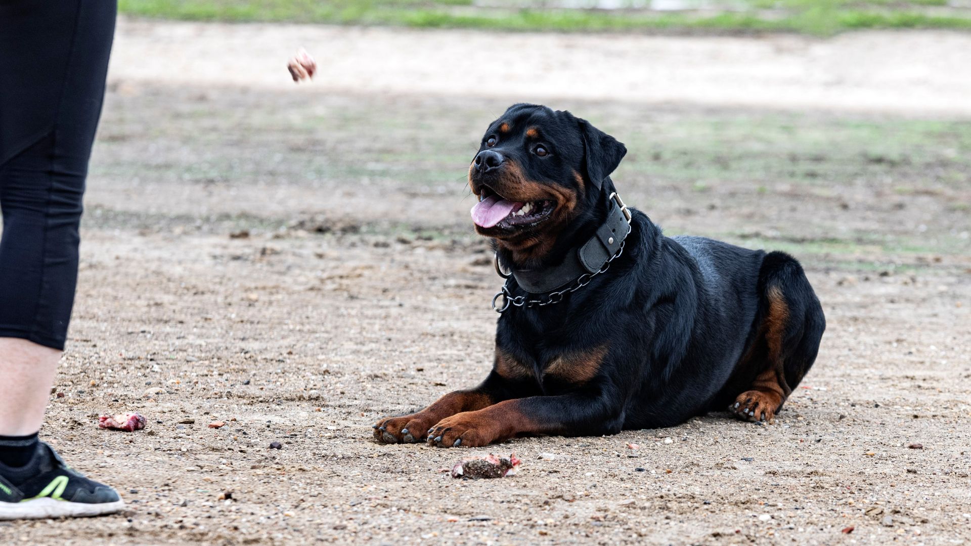9 Common Smart Dog Breeds You Should Know About