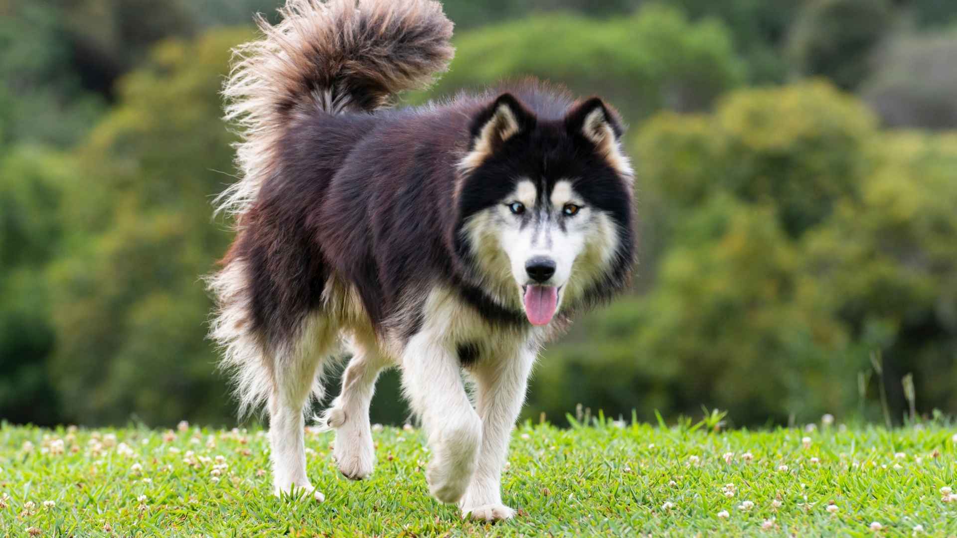 9 Difficult Dog Breeds Not for The Faint of Heart