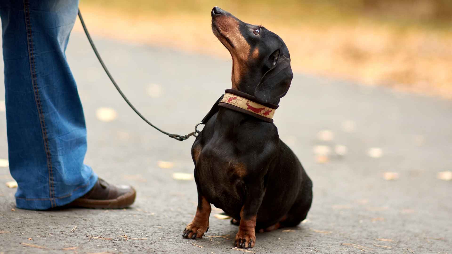 9 Dog Breeds Deserving Of Special Attention Due To Their Loyalty
