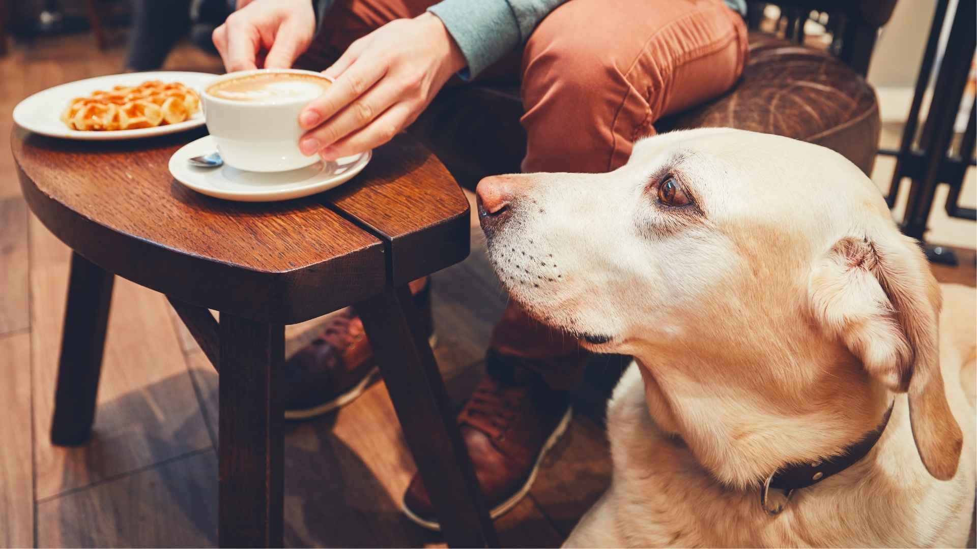 9 Dog Breeds Most Likely To Steal Your Food