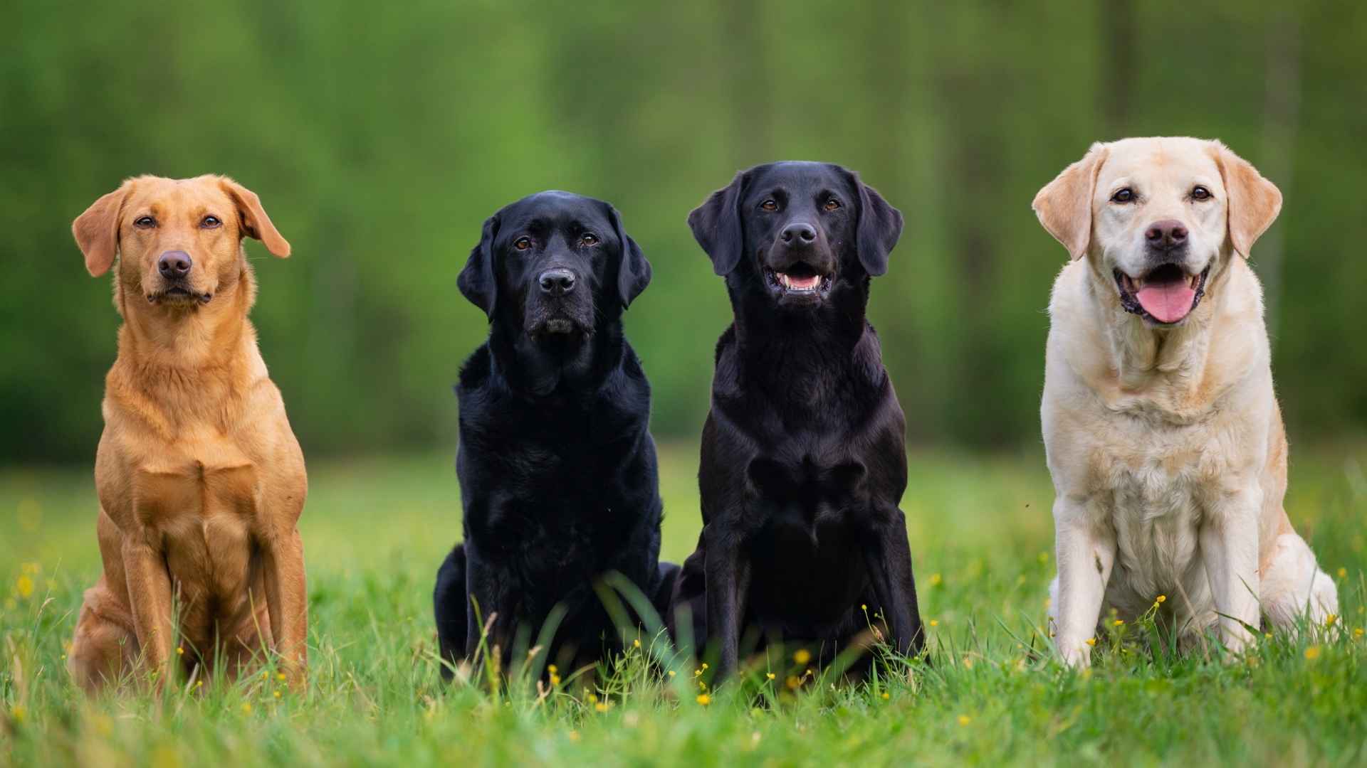9 Dog Breeds Predicted to Be the Most Popular This Year: 2025 Edition