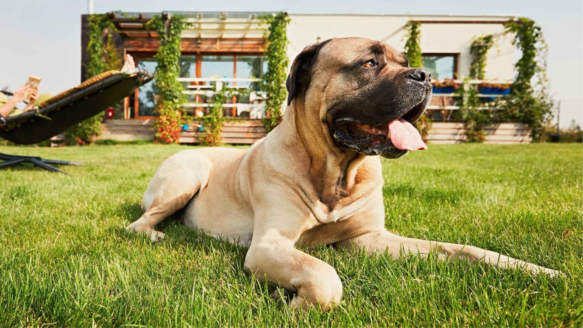 9 Dog Breeds So Loyal, They'll Guard Until Death