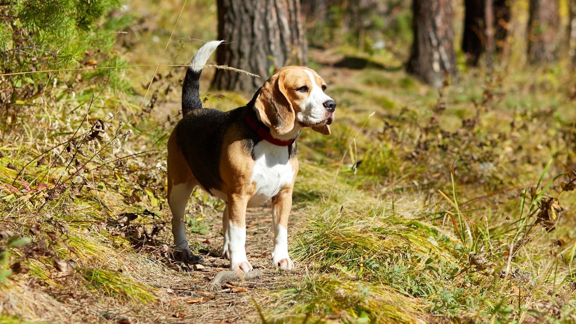 9 Dog Breeds That Are Born Trackers