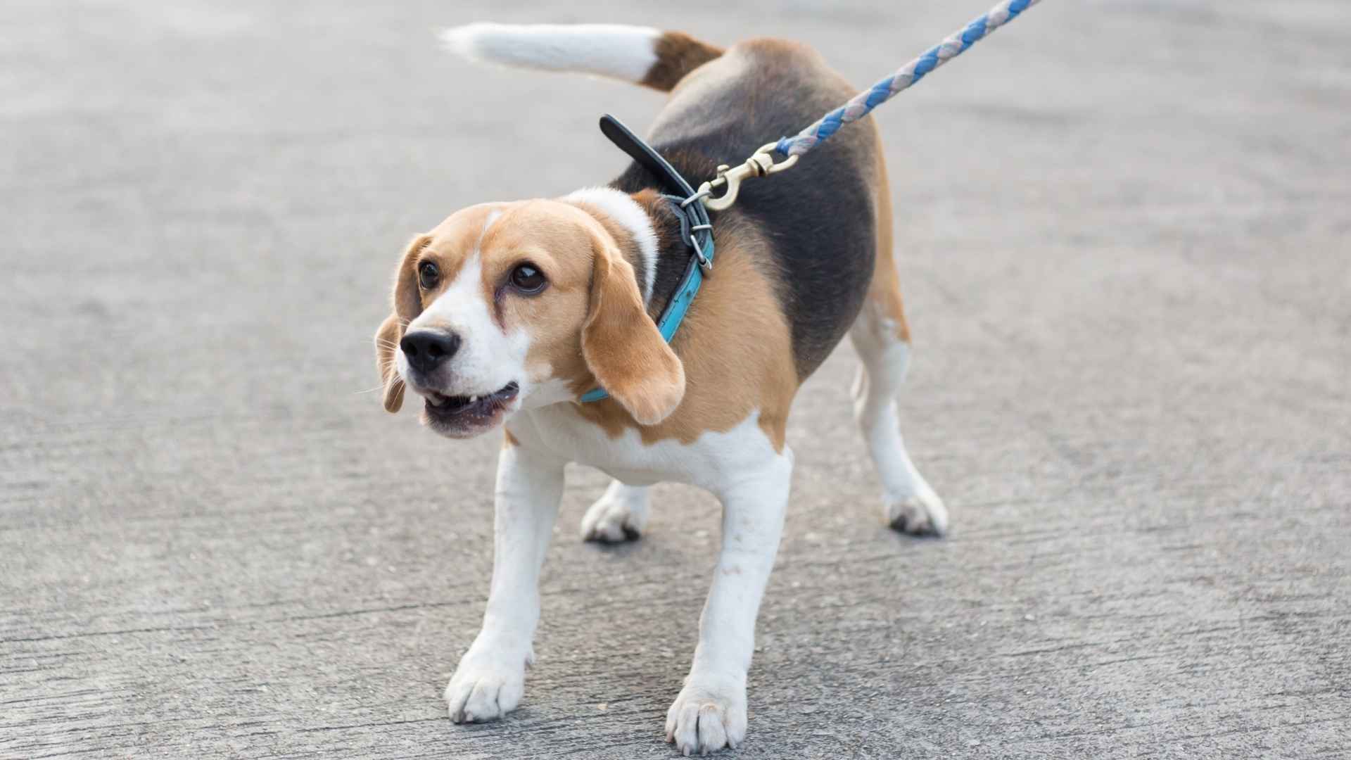 9 Dog Breeds That Bark At Intruders Instantly