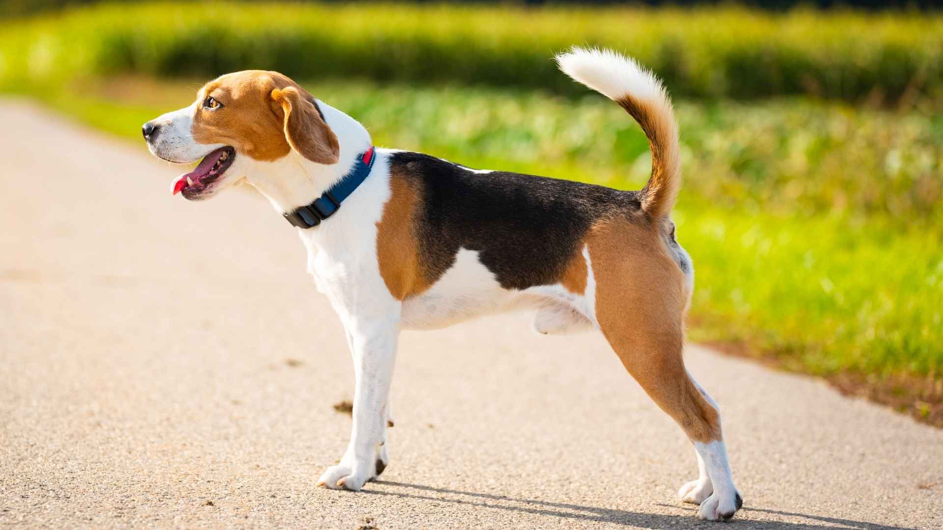9 Dog Breeds That Bark At Unknown Delivery People