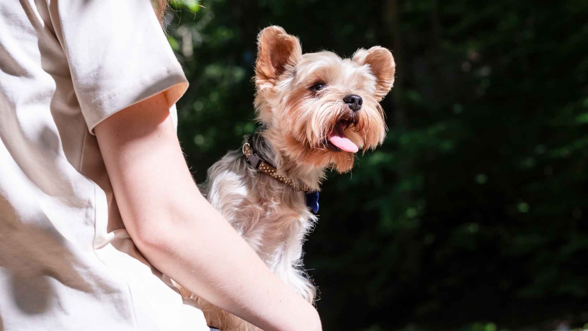 9 Dog Breeds That Bark Differently When Strangers Approach