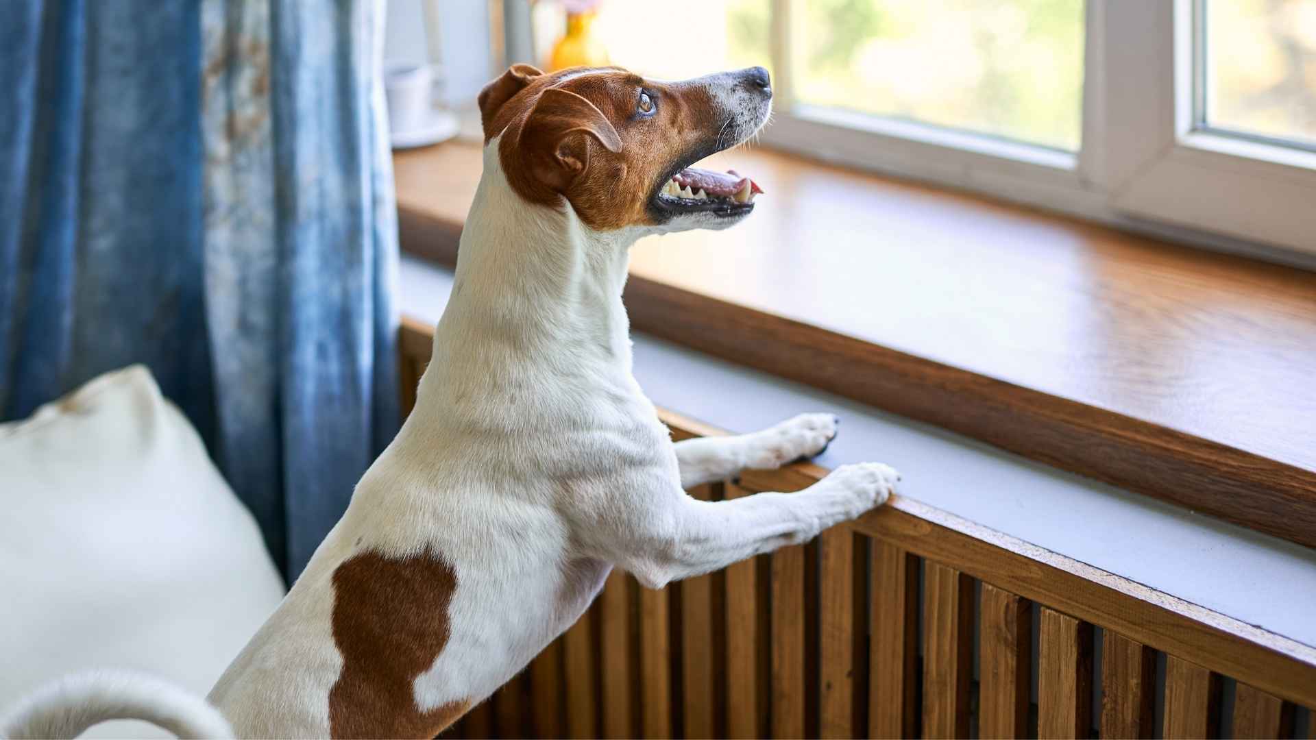 9 Dog Breeds That Bark When Birds Land On Windows