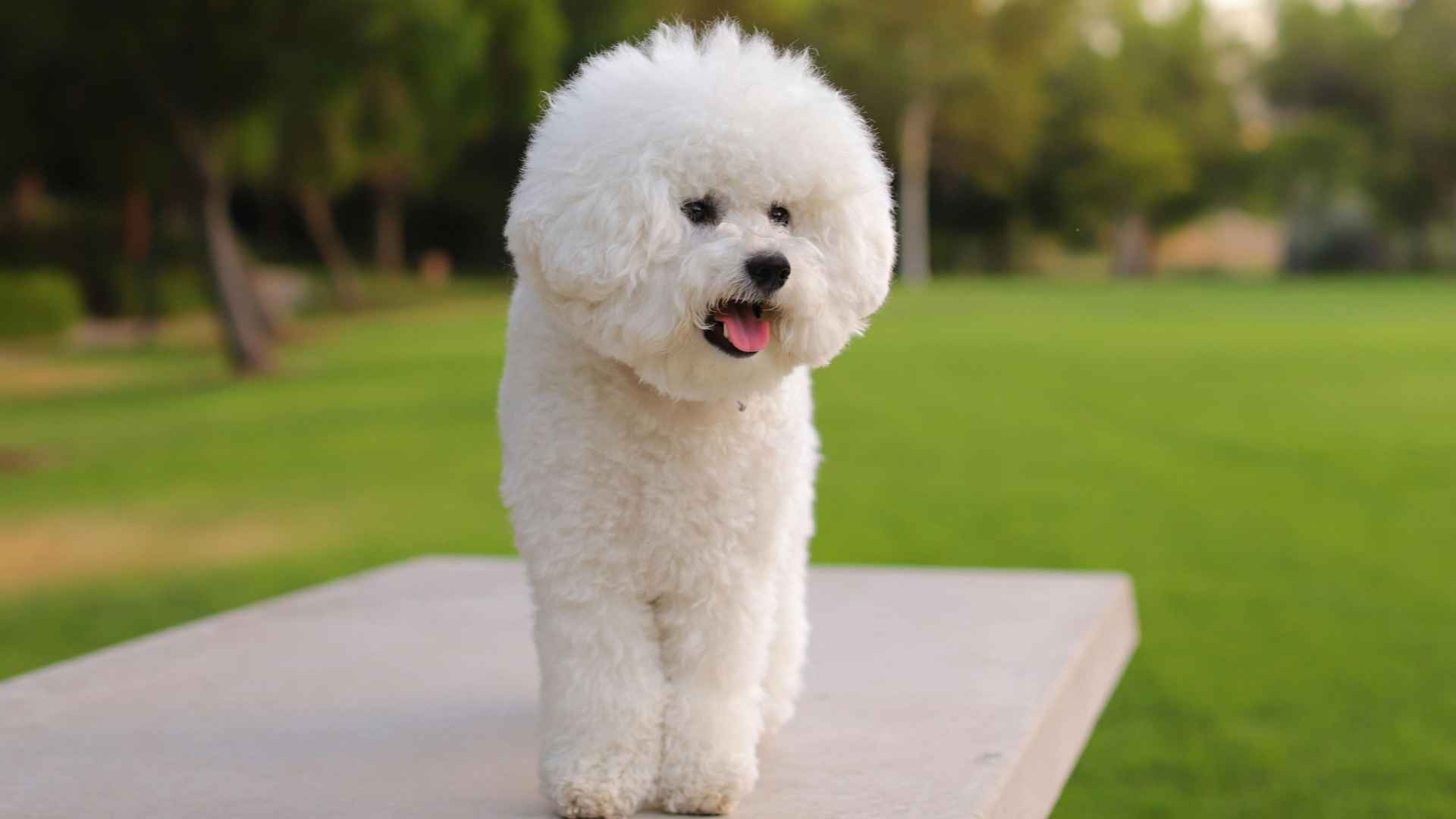 9 Dog Breeds That Bark When Favorite Person Leaves Home