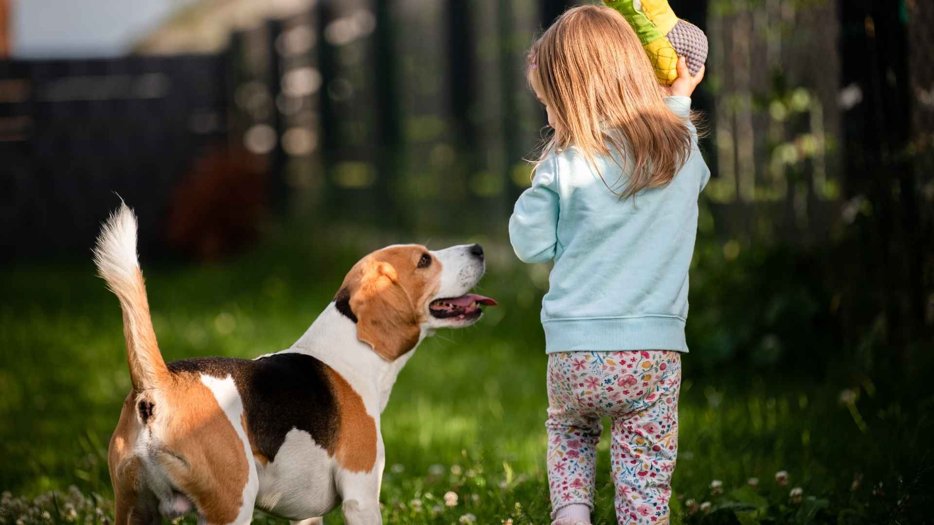 9 Dog Breeds That Bring Soft Toys to Crying Kids