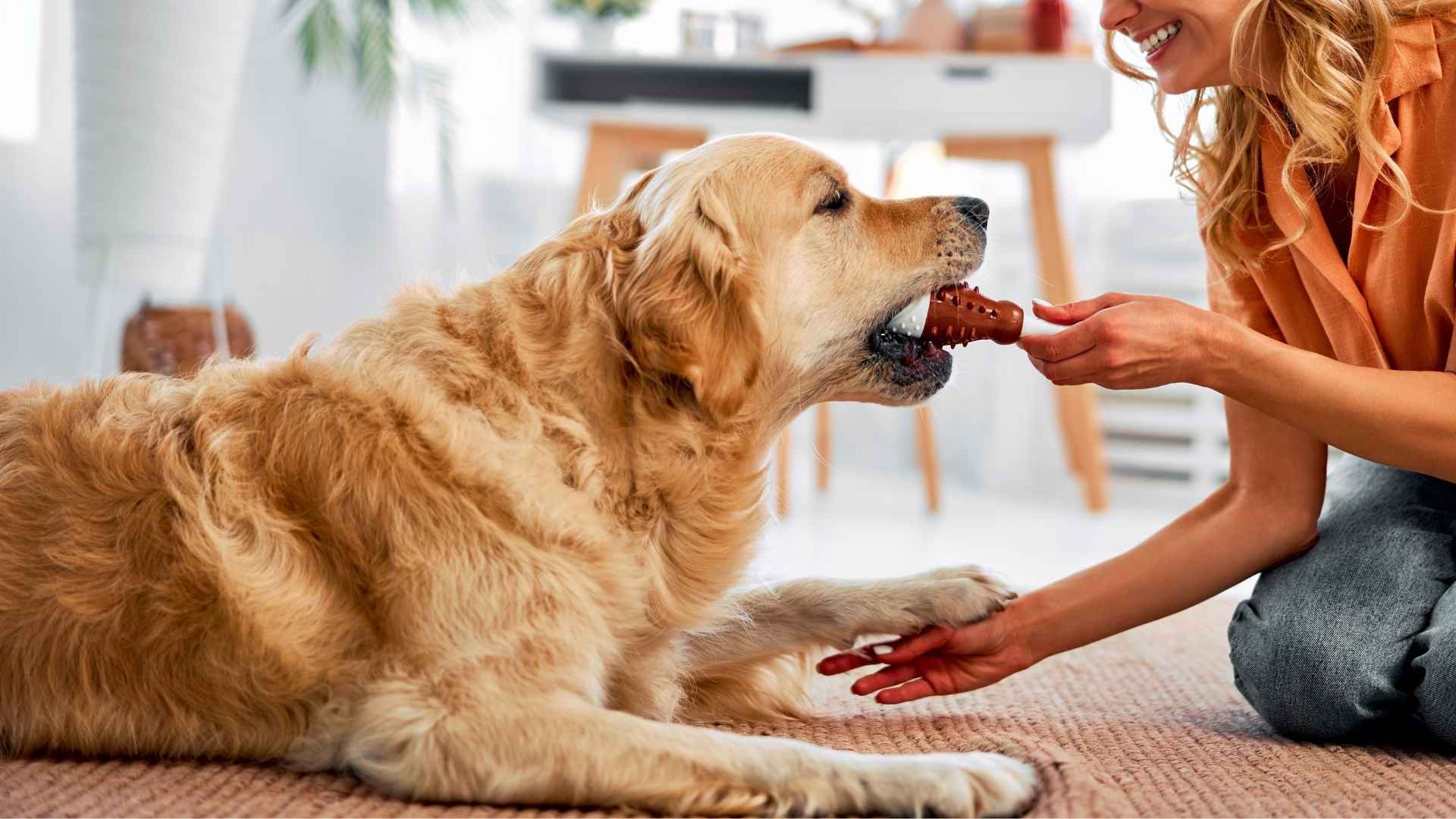 9 Dog Breeds That Bring Toys to Owners as Gifts