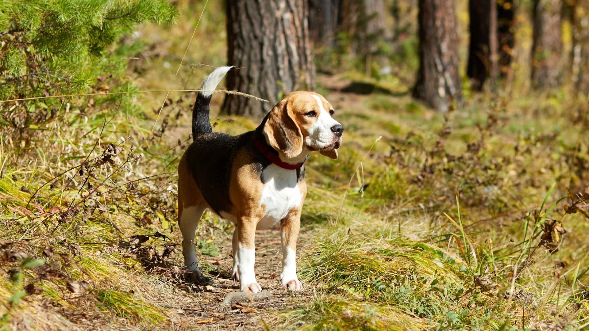 9 Dog Breeds That Can Track Lost Pets Naturally