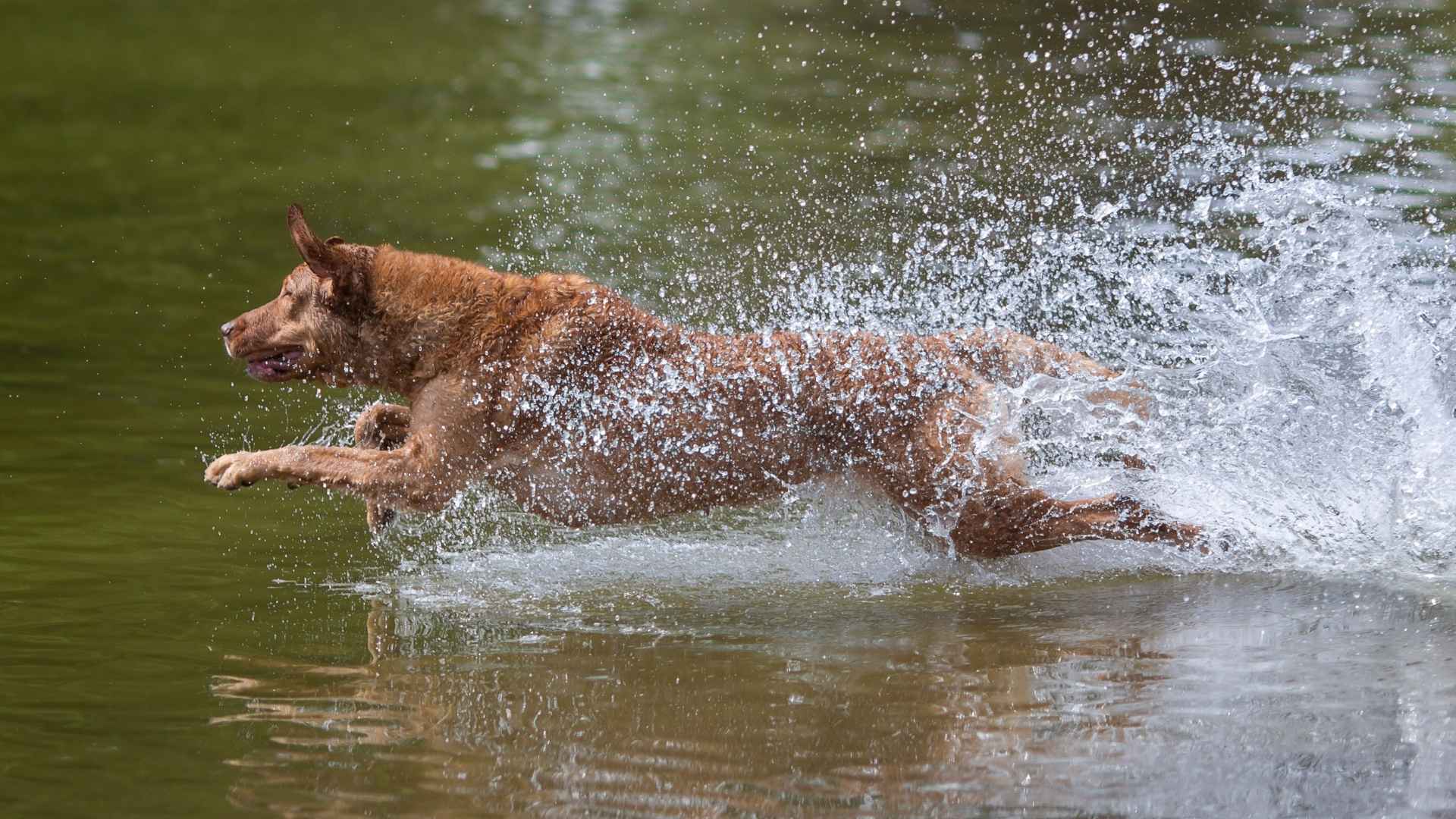 9 Dog Breeds That Catch Fish Instinctively
