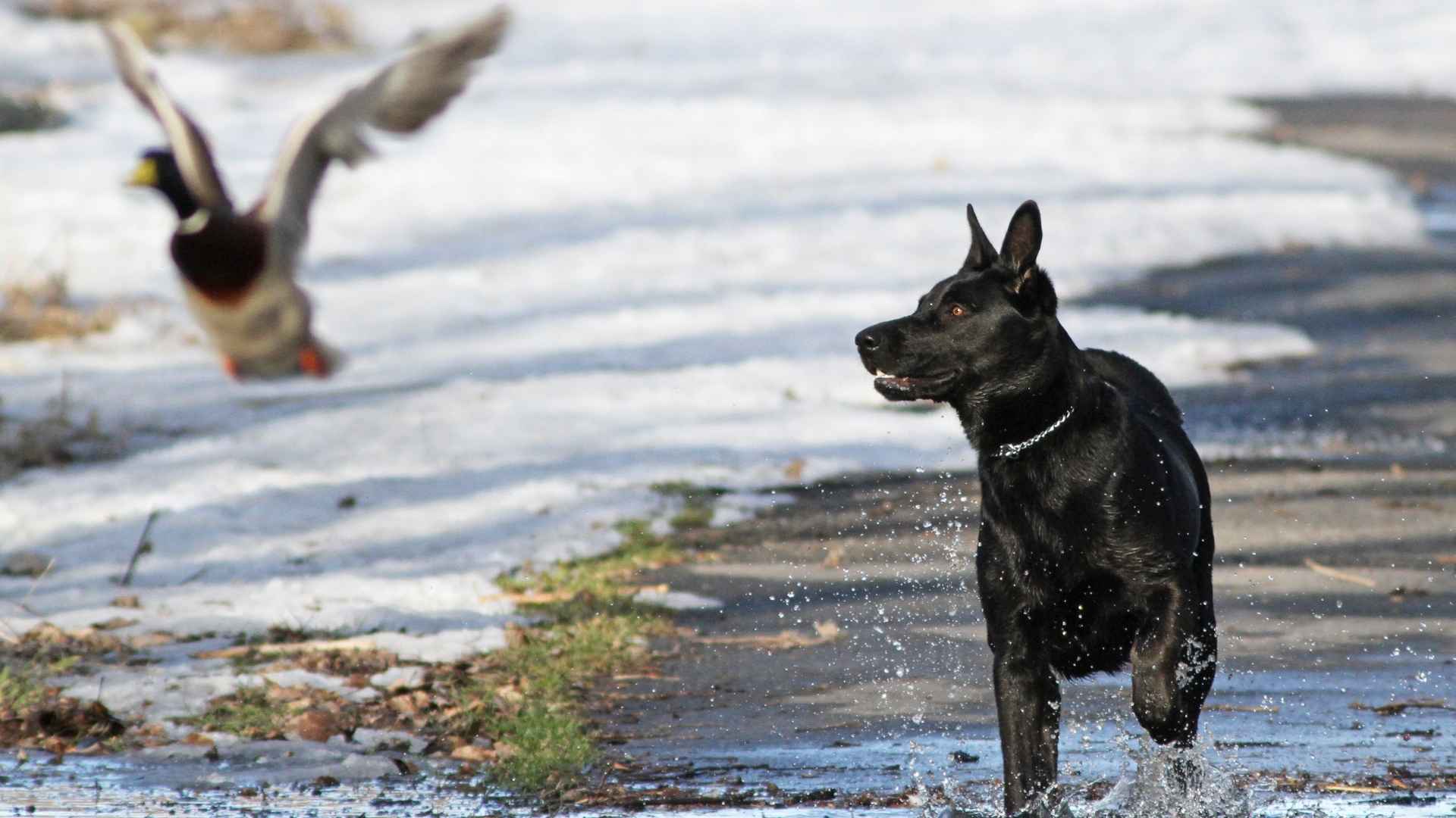 9 Dog Breeds That Chase Birds In Wide Open Spaces Fast
