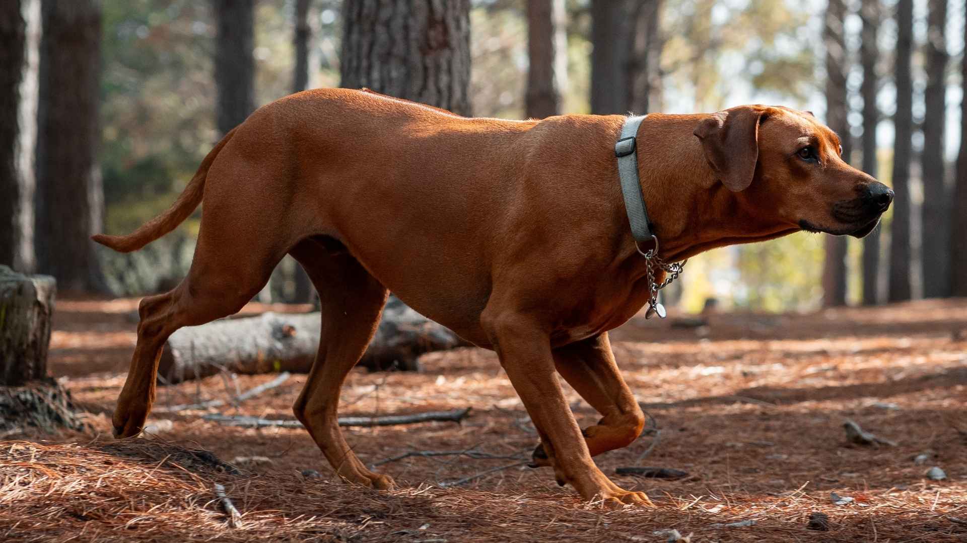 9 Dog Breeds That Chase Boars Into Forests