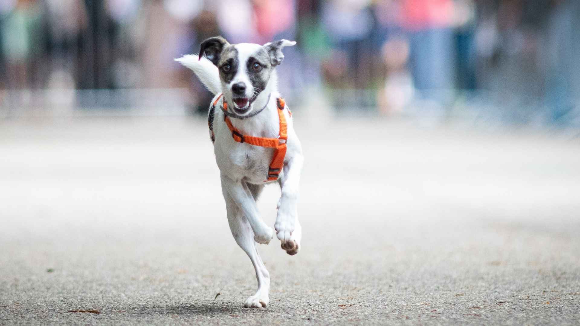 9 Dog Breeds That Compete In Local Running Races