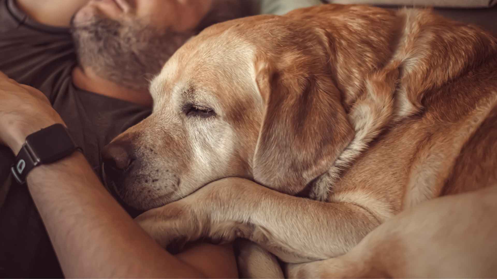 9 Dog Breeds That Cover Owners With Paws at Night