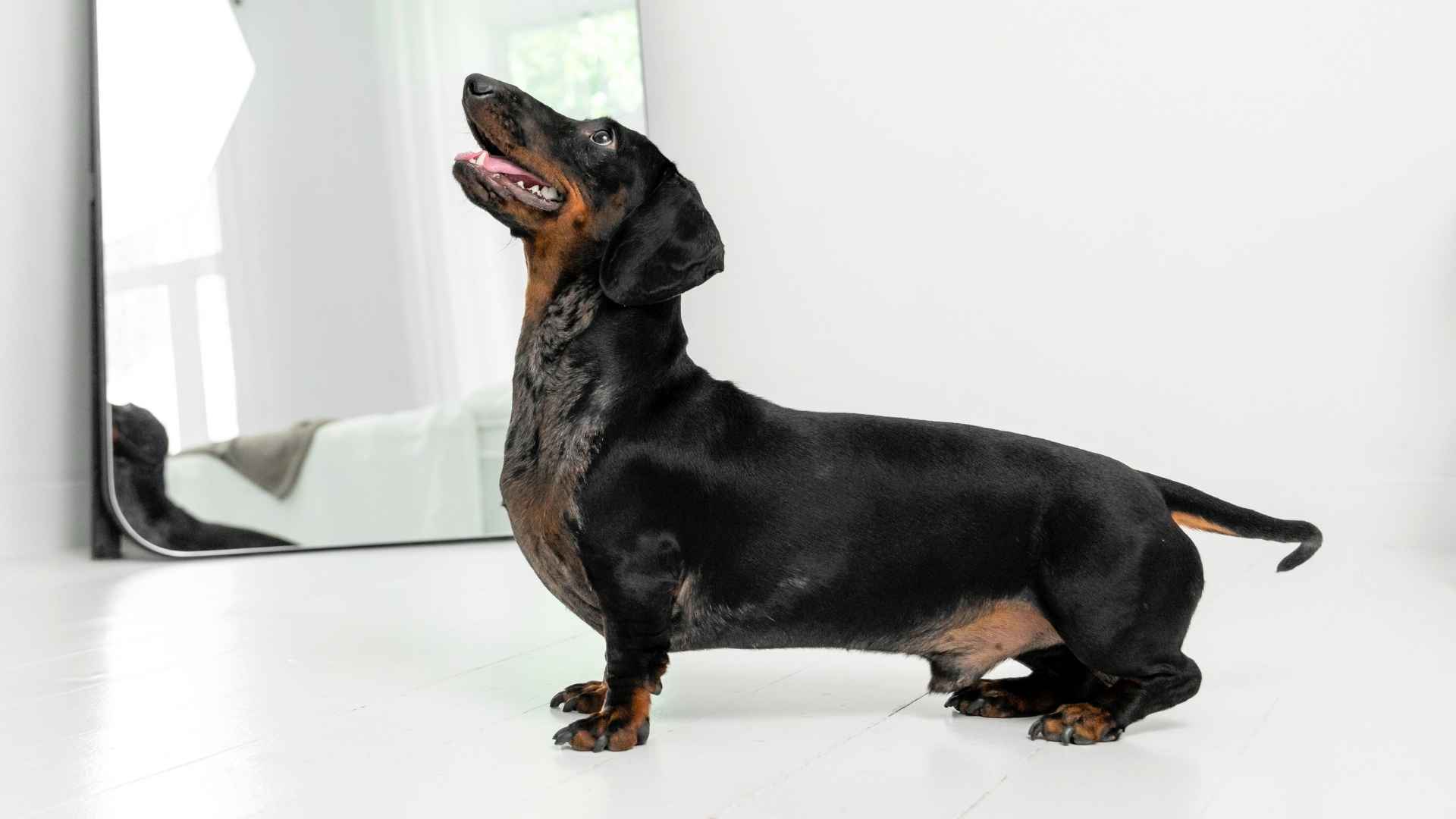 9 Dog Breeds That Detect Gas Leaks Before Humans Notice