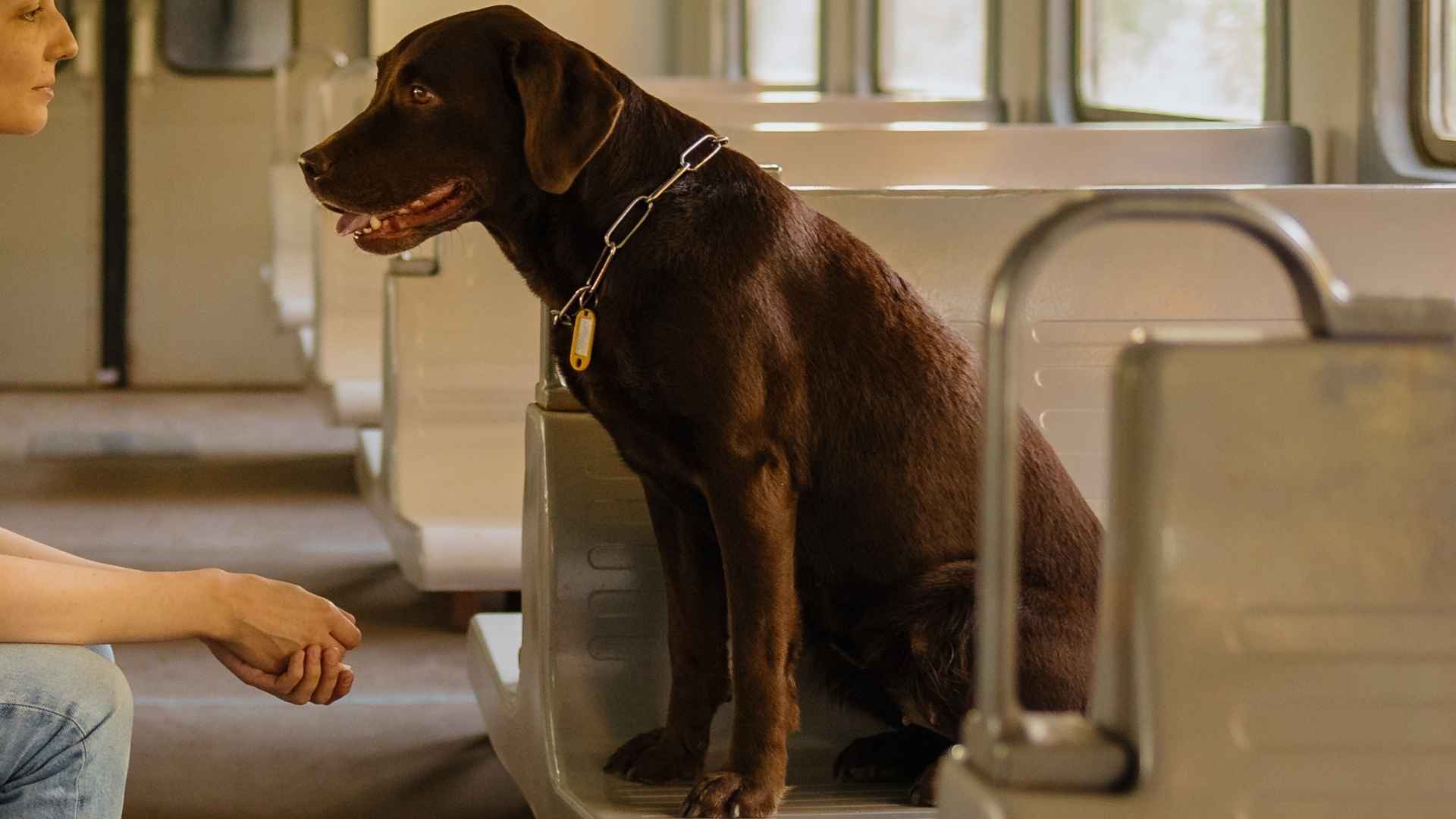 9 Dog Breeds That Enjoy Riding Trains Without Barking