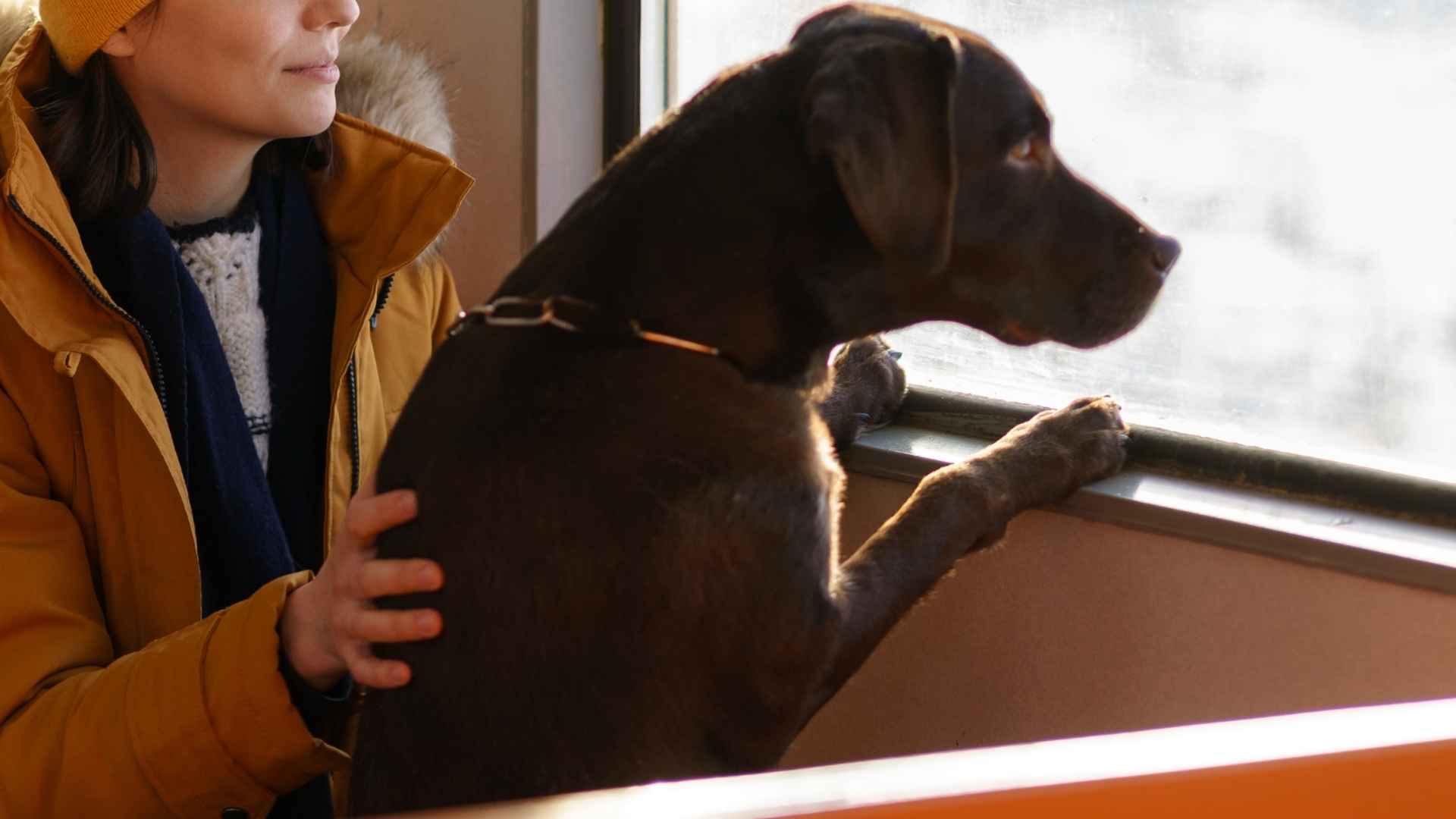 9 Dog Breeds That Enjoy Traveling On Rural Buses