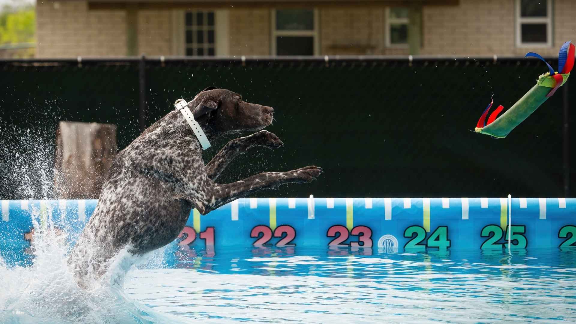 9 Dog Breeds That Excel In Dock Diving Competitions