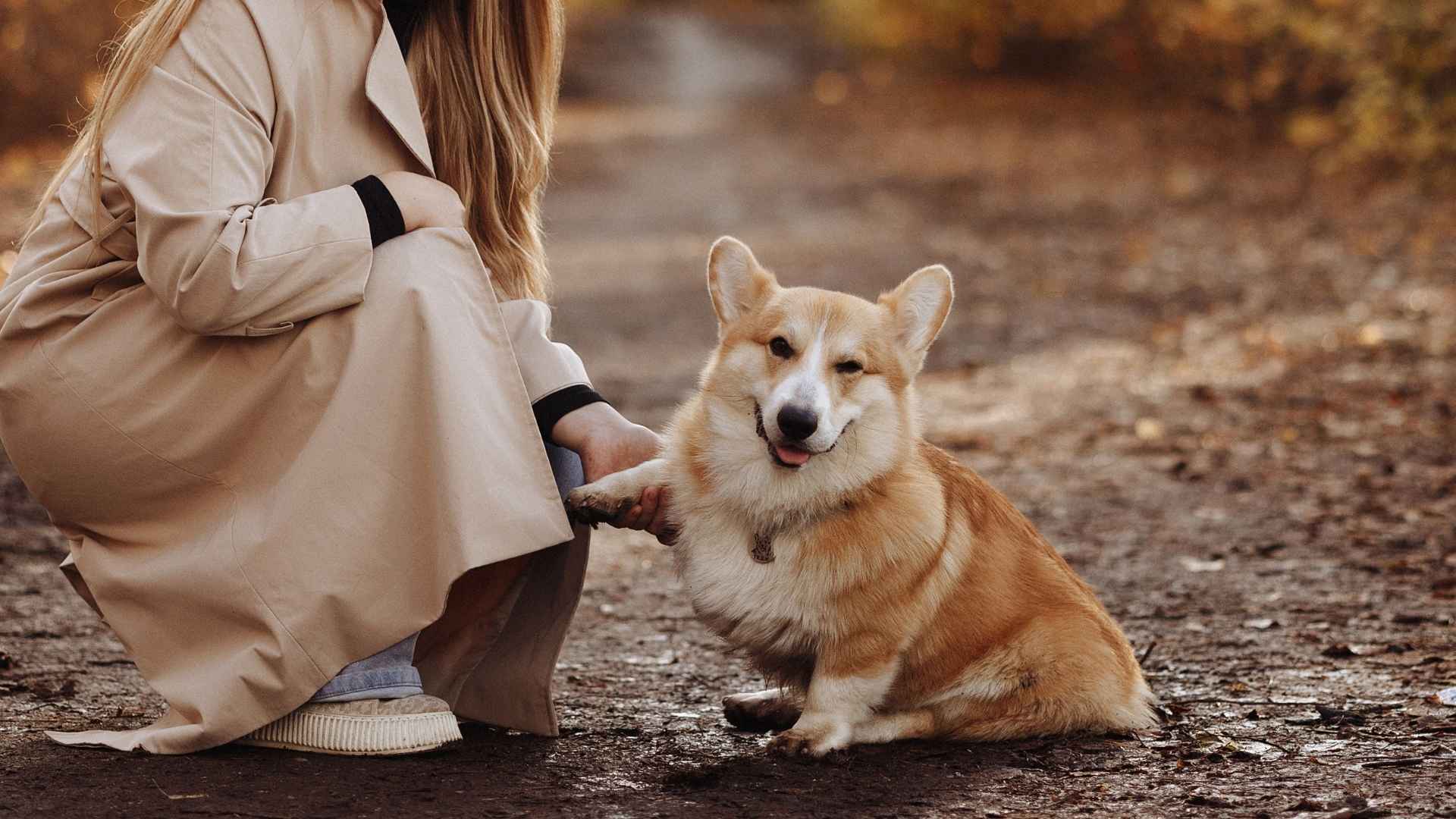 9 Dog Breeds That Feel Like Instant Best Friends