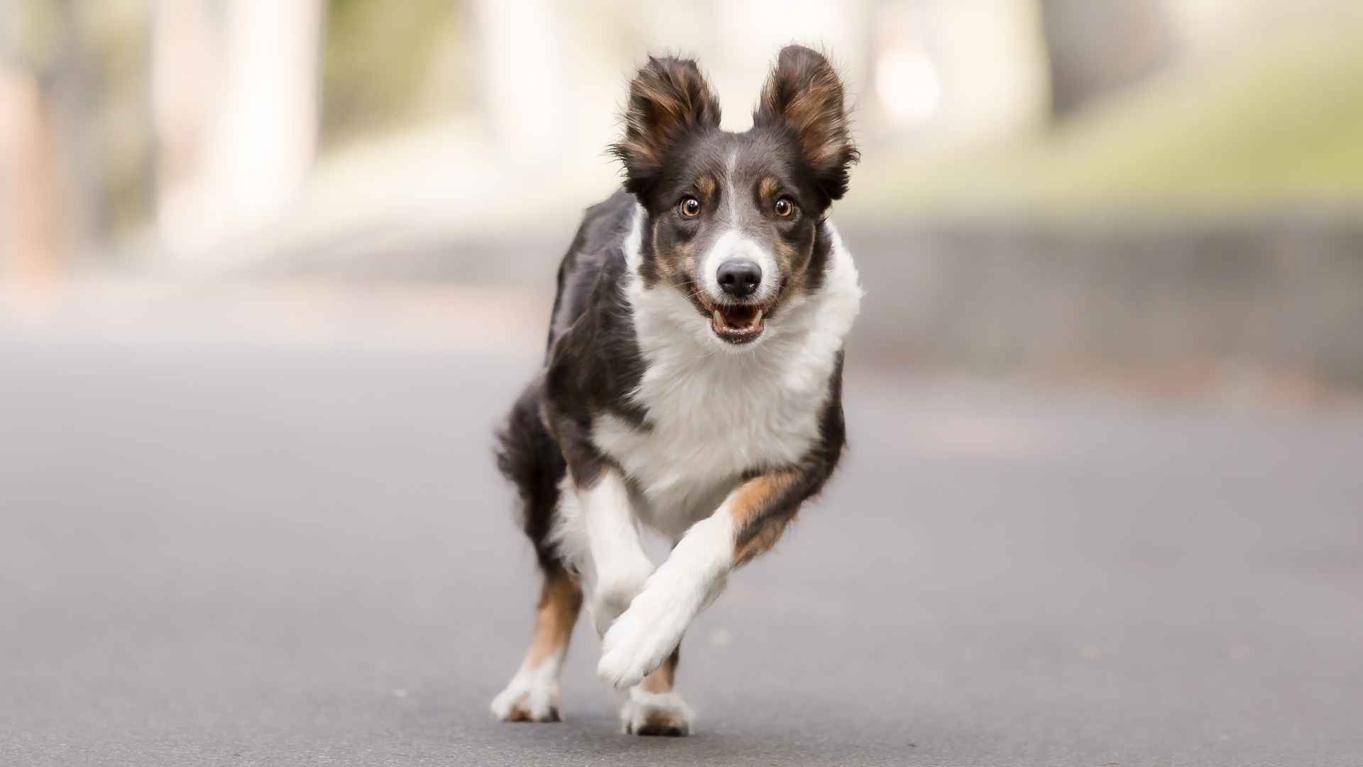 9 Dog Breeds That Forgot How to Chill