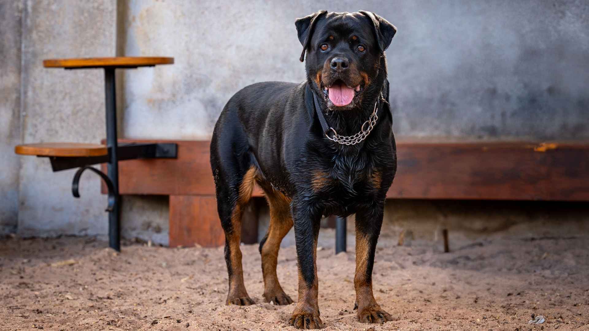 9 Dog Breeds That Guard Entire Villages With Loyalty