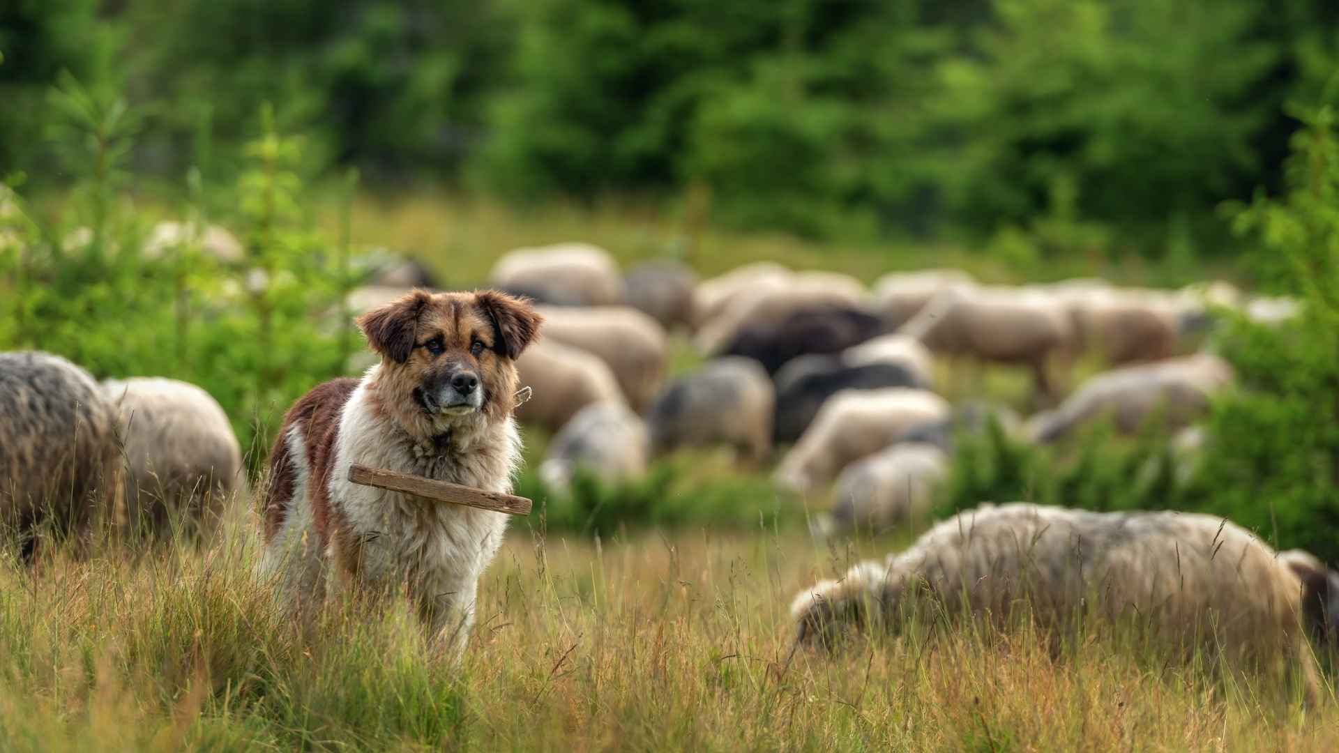 9 Dog Breeds That Herd Cattle Without Commands
