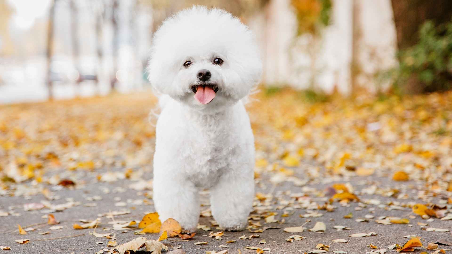 9 Dog Breeds That Look Like Animated Stuffed Toys