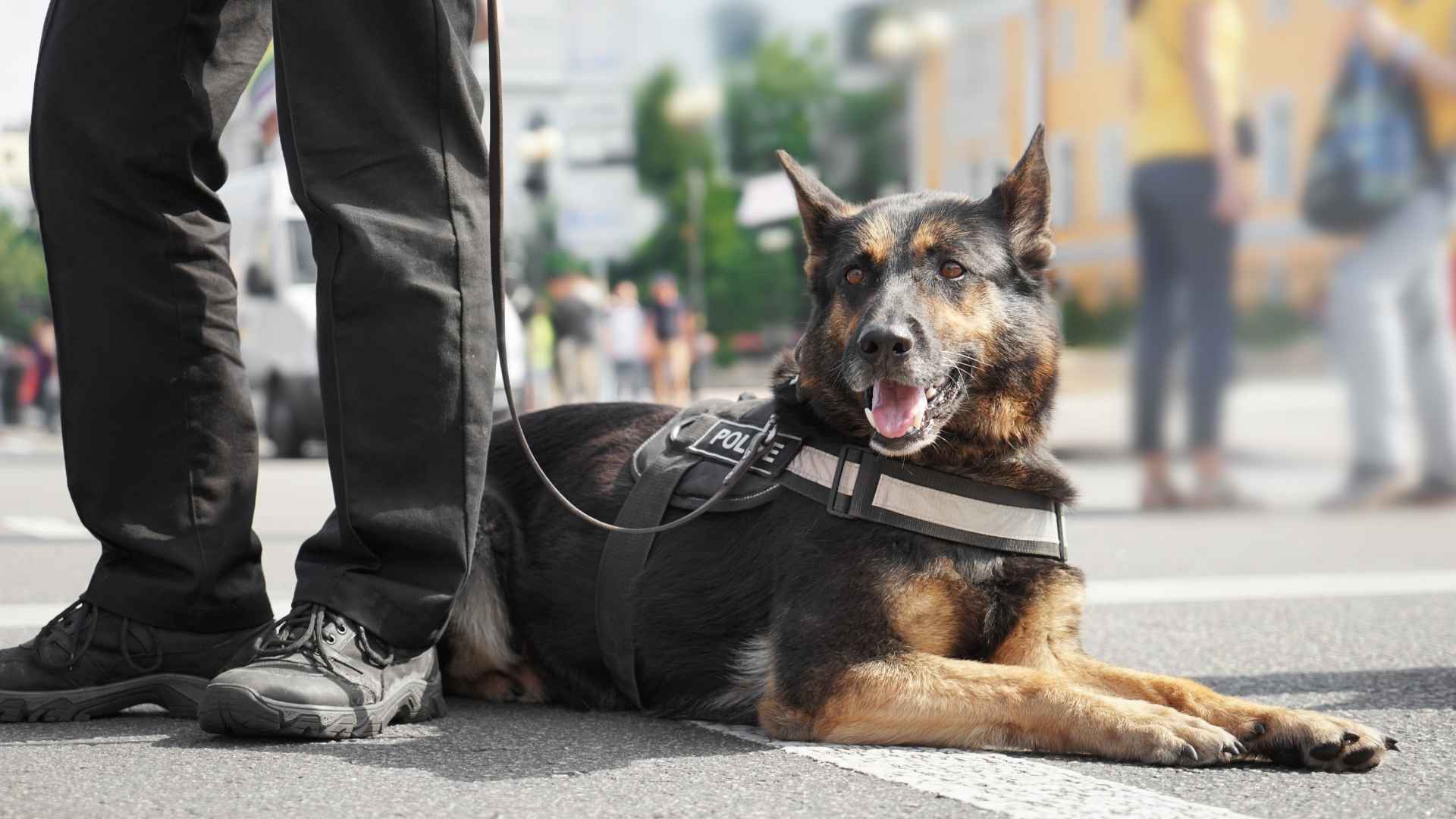 9 Dog Breeds That Love Working In Police K9 Units