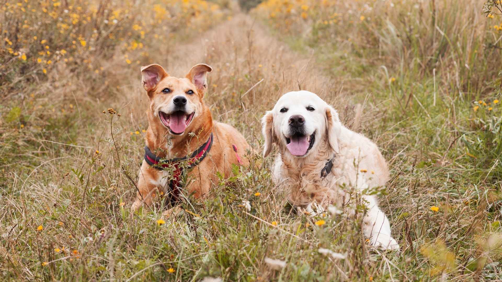 9 Dog Breeds That Play With Other Dogs Like Puppies