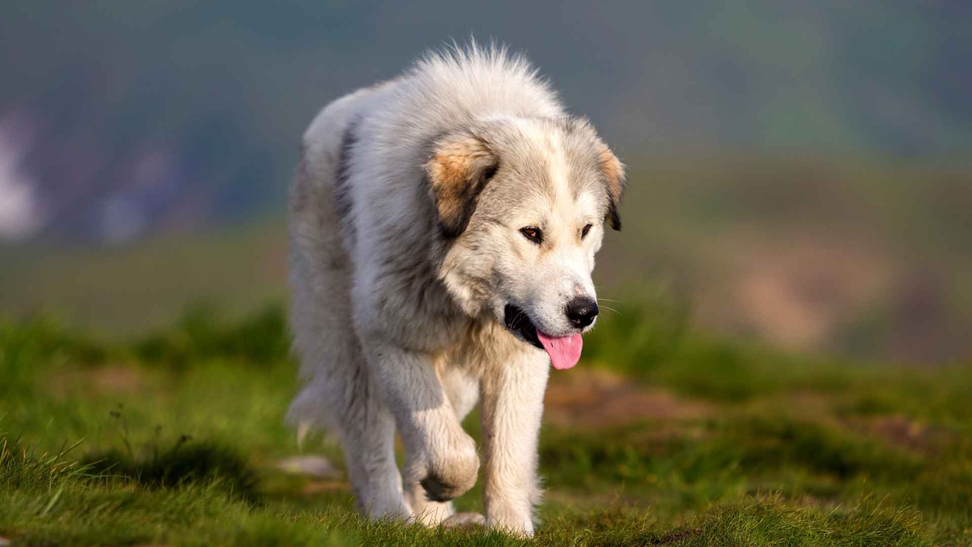 9 Dog Breeds That Protect Shepherds From Bears