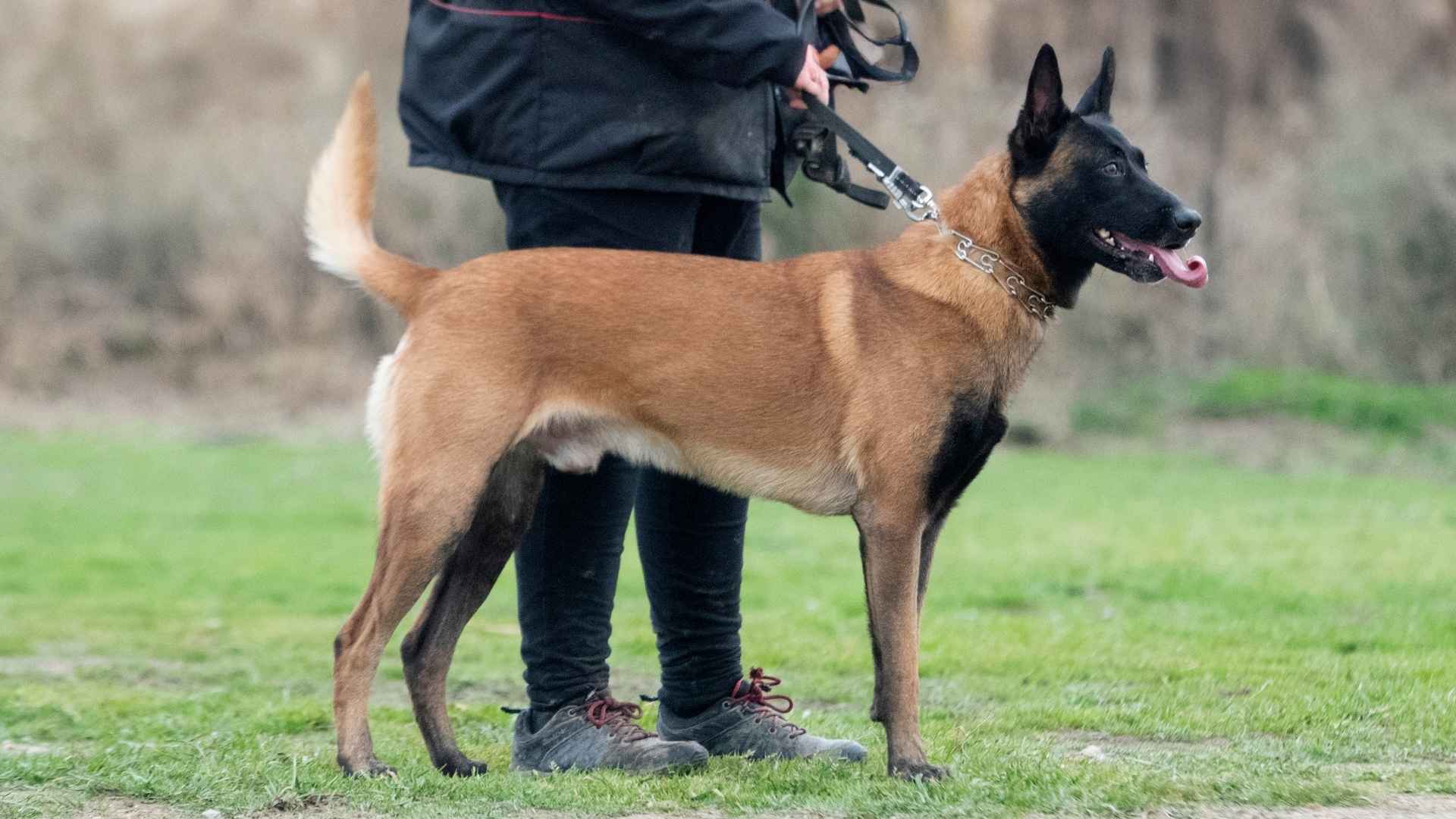 9 Dog Breeds That Pull Owners Away From Danger