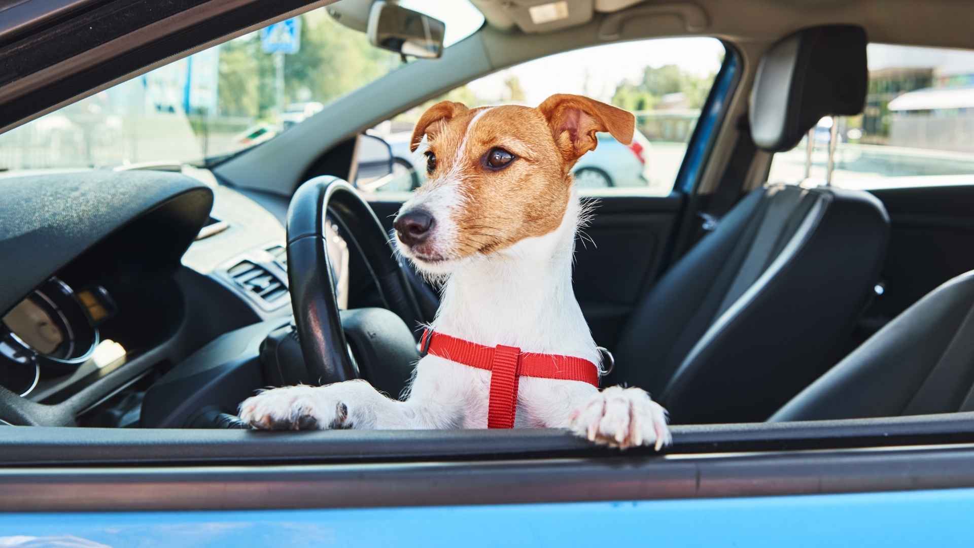 9 Dog Breeds That Recognize Owners’ Cars by Engine Sounds
