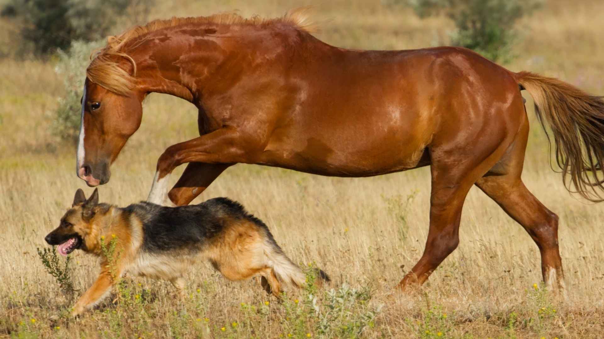 9 Dog Breeds That Run Beside Horses On Trails