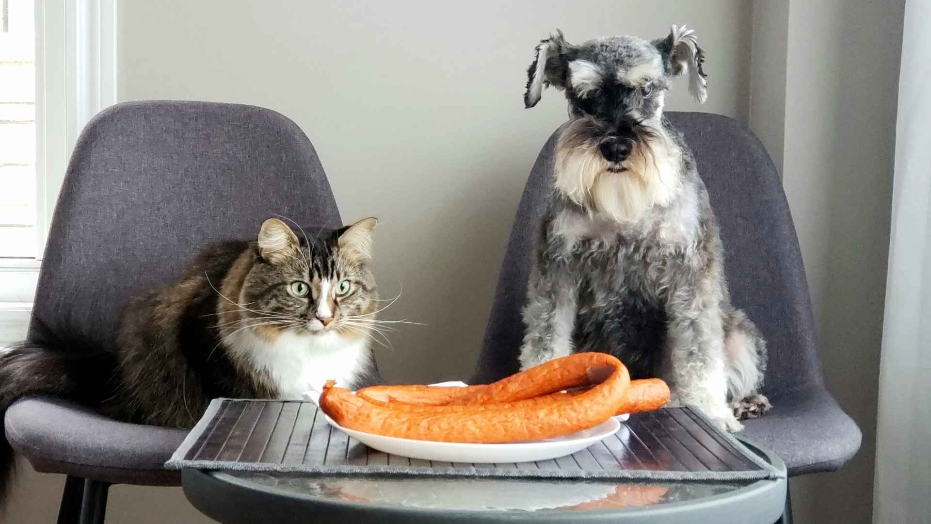 9 Dog Breeds That Share Food With Other Pets Lovingly