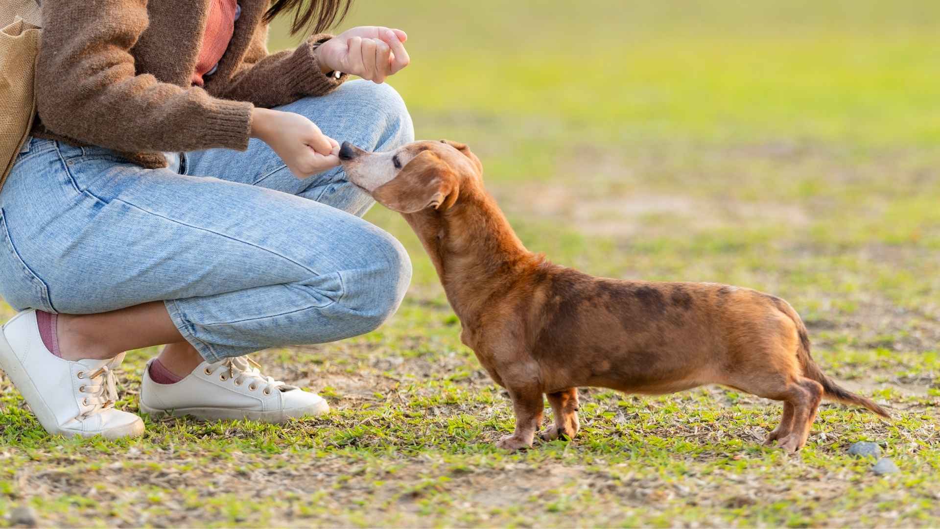 9 Dog Breeds That Show Loyalty Like No Other