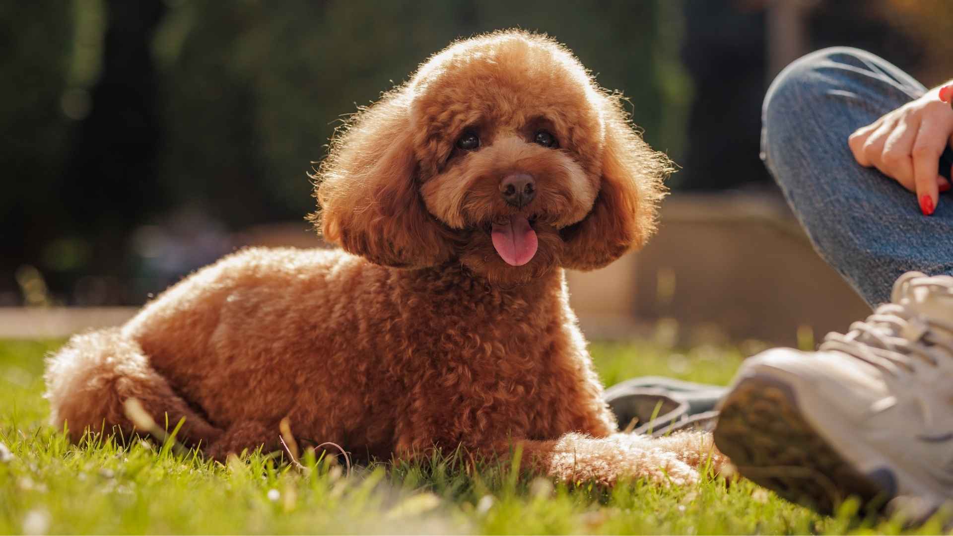 9 Dog Breeds That Sit Before Owners Say “Sit”