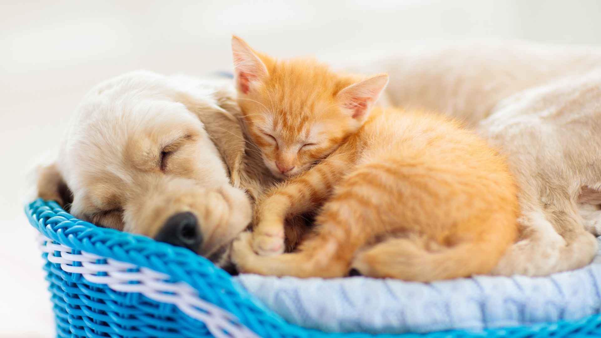 9 Dog Breeds That Sleep Beside Cats Without Fighting