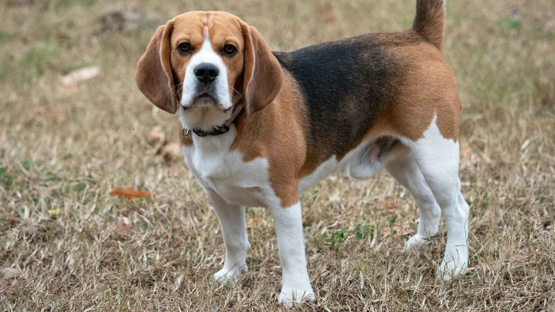 9 Dog Breeds That Smell Fox Dens From Miles Away