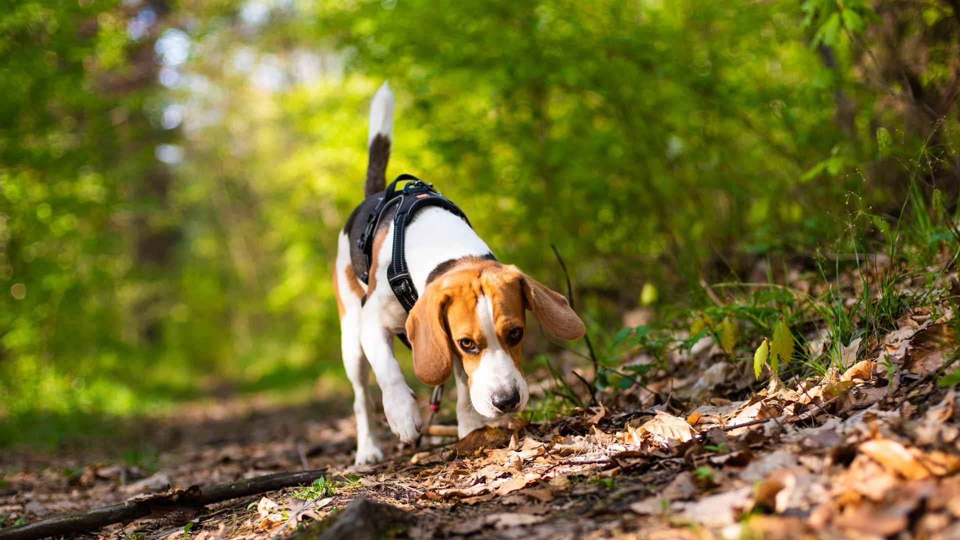 9 Dog Breeds That Sniff Out Buried Animal Remains