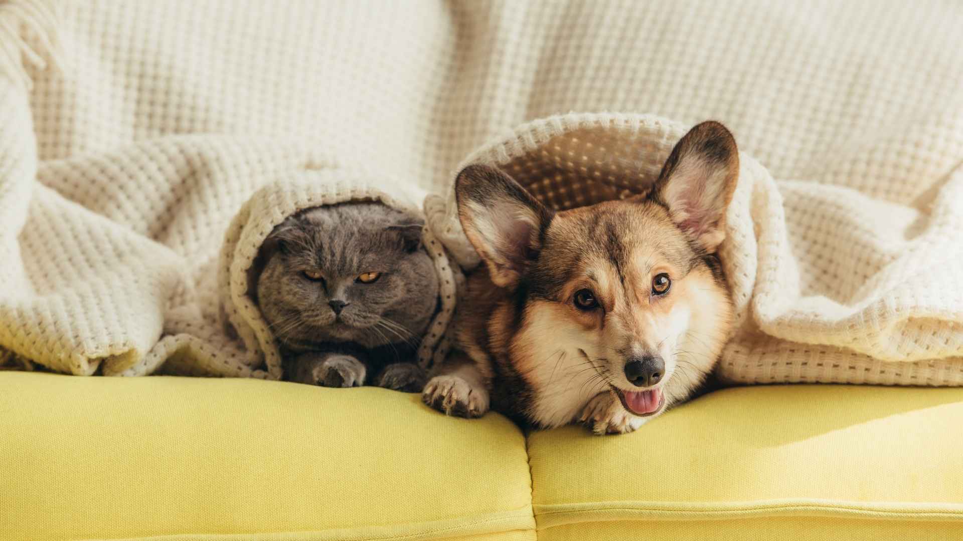 9 Dog Breeds That Snuggle With Other Pets On Sofas