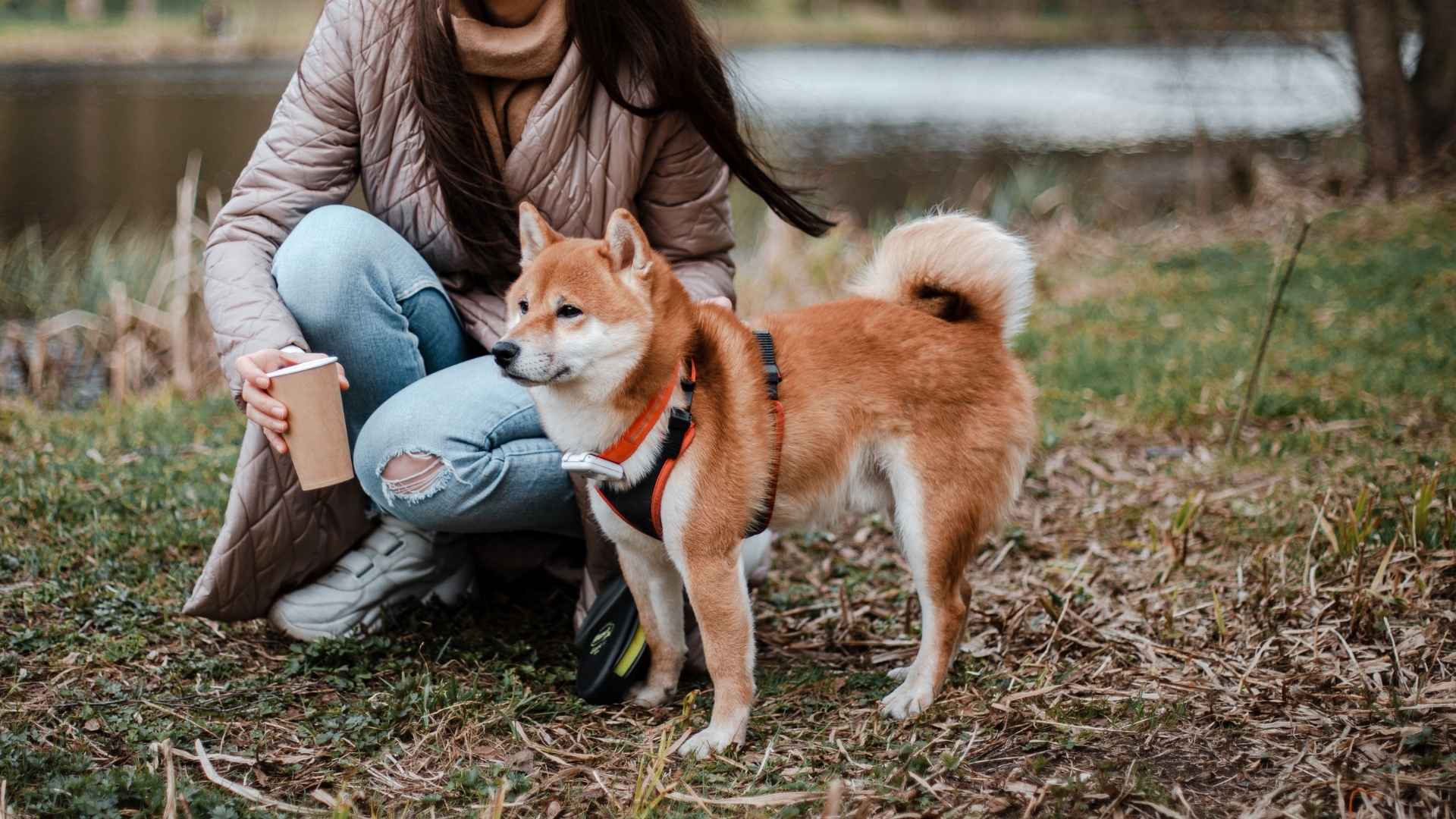 Discover popular dog breeds that stand firm in loyalty. Learn about incredibly loyal family dogs with strong protective instincts. Read more now.