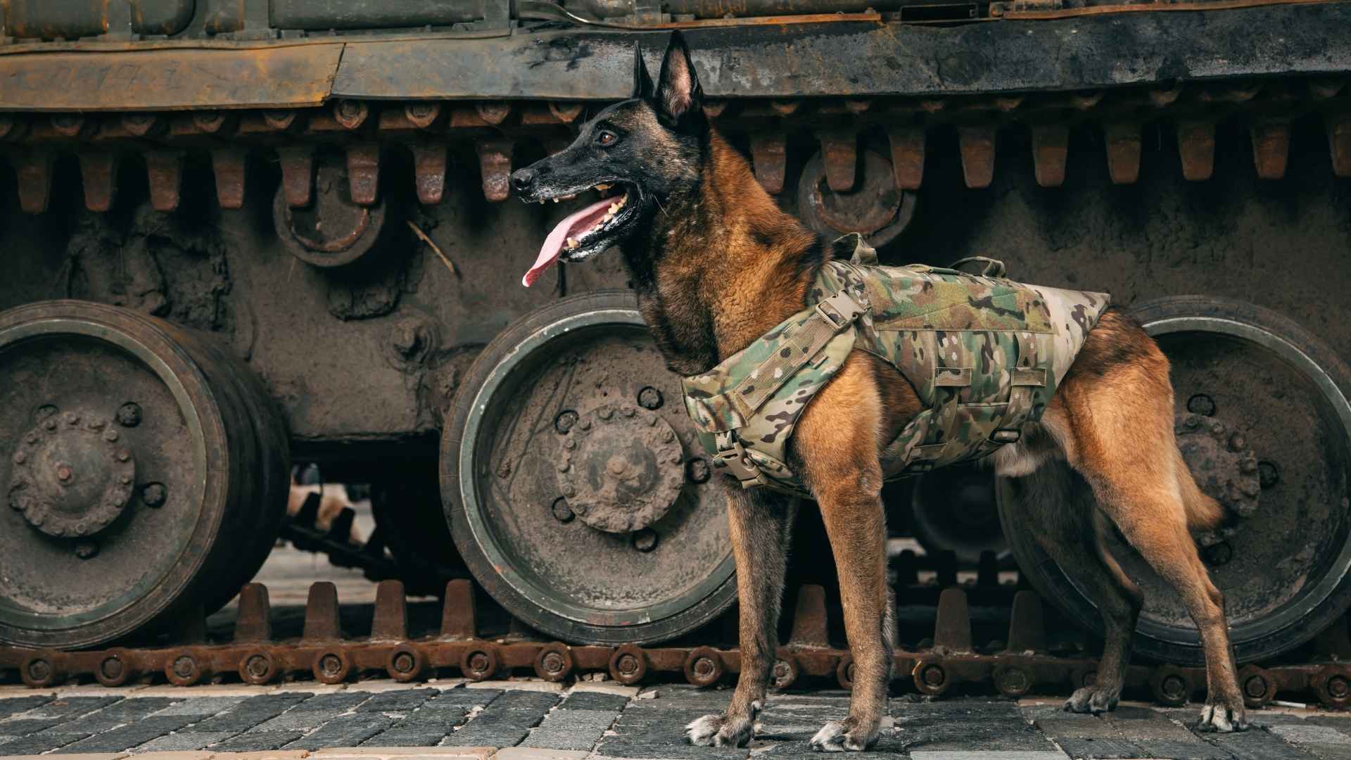 9 Dog Breeds That Stay Brave In Harsh War Zones