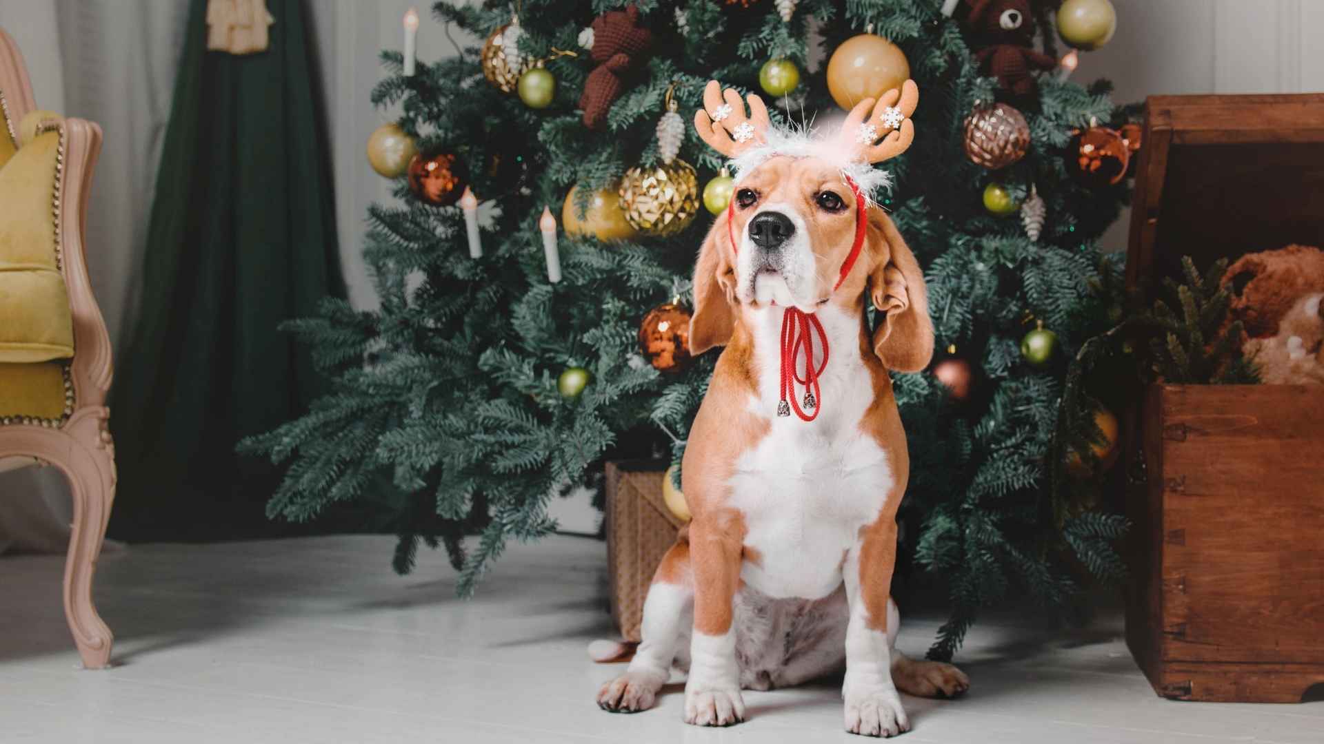 9 Dog Breeds That Stay Calm During Loud Celebrations