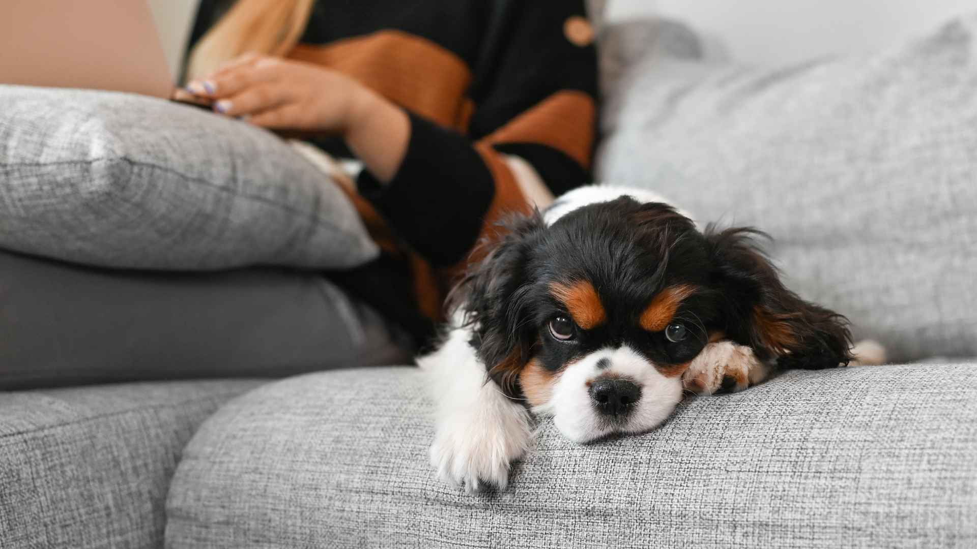 9 Dog Breeds That Stay Calm With Busy New Owners