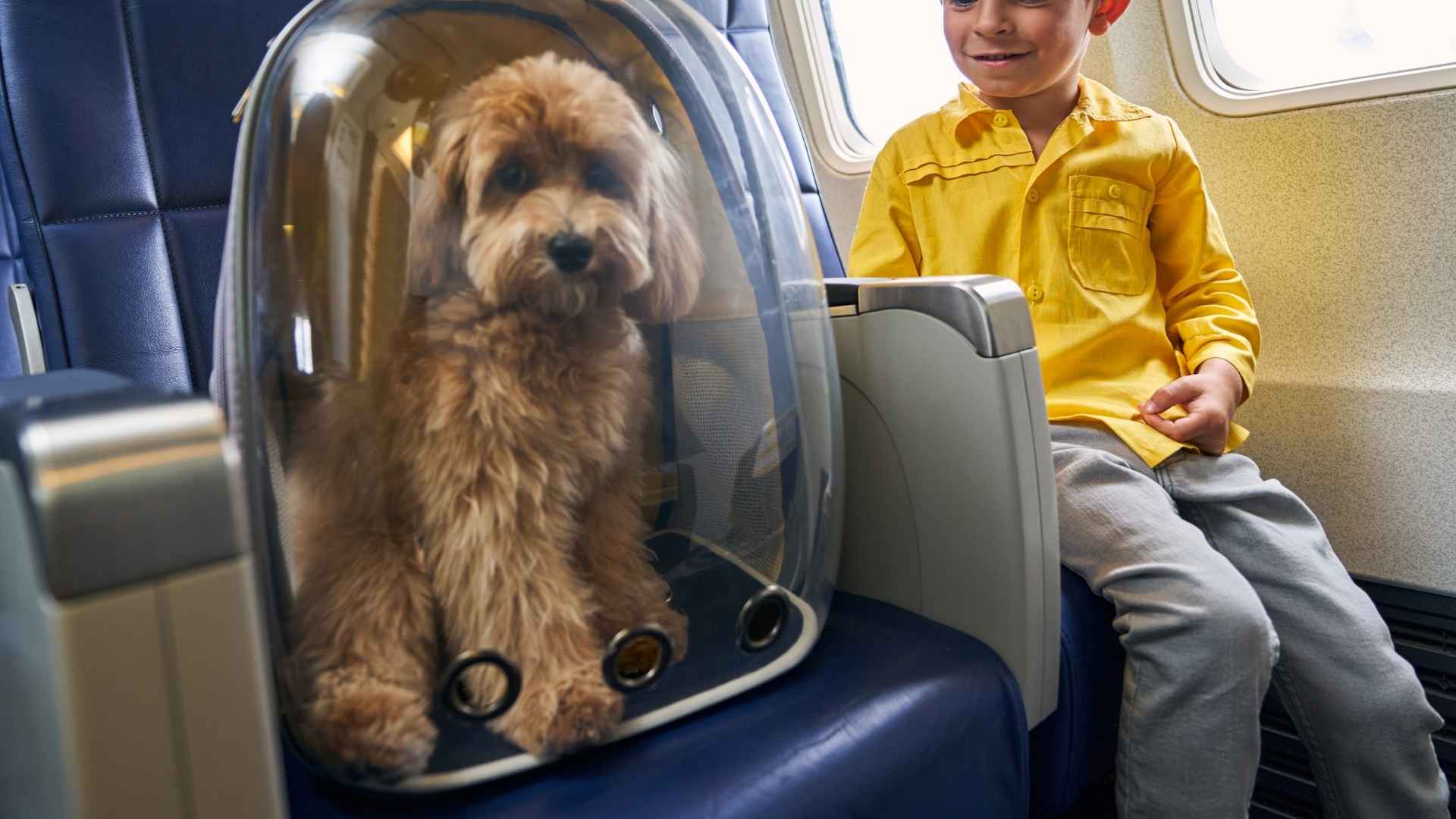 9 Dog Breeds That Stay Silent in Airplane Cabins
