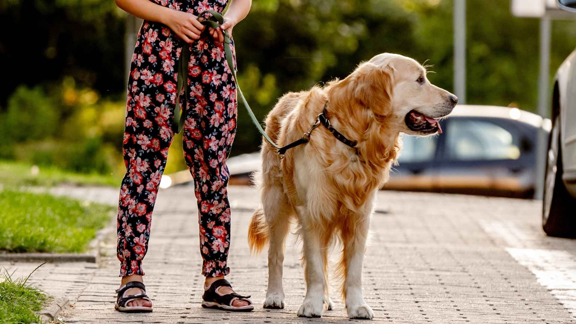 9 Dog Breeds That Stay in Front of Kids Near Roads