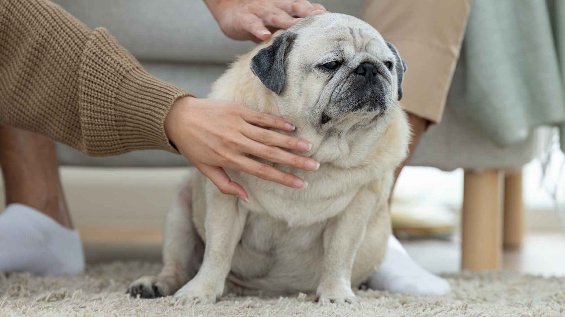 9 Dog Breeds That Sulk When Ignored