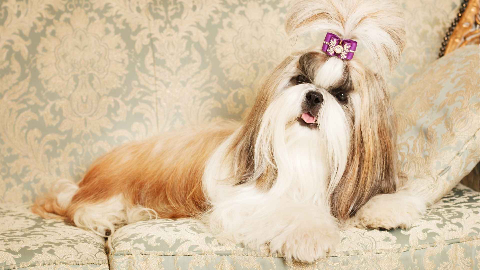 9 Dog Breeds That Turn Into Hilarious Drama Queens
